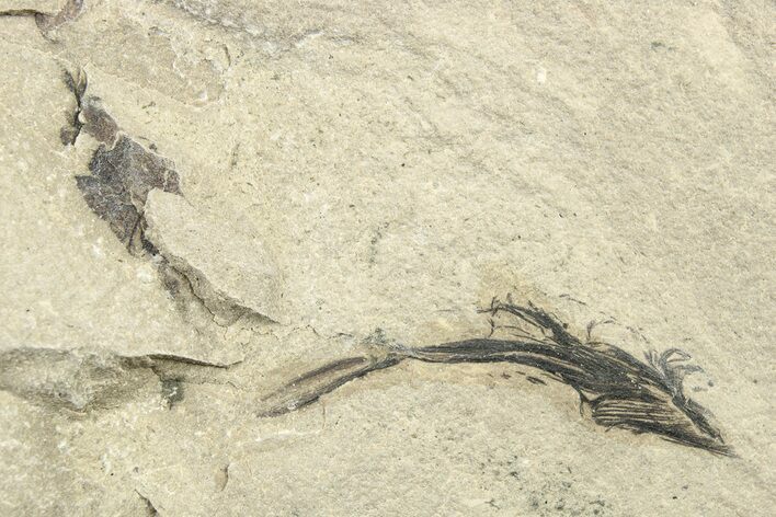 Detailed Fossil Feather - Green River Formation, Utah #242707